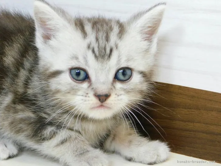 ID：2206-00540の子猫