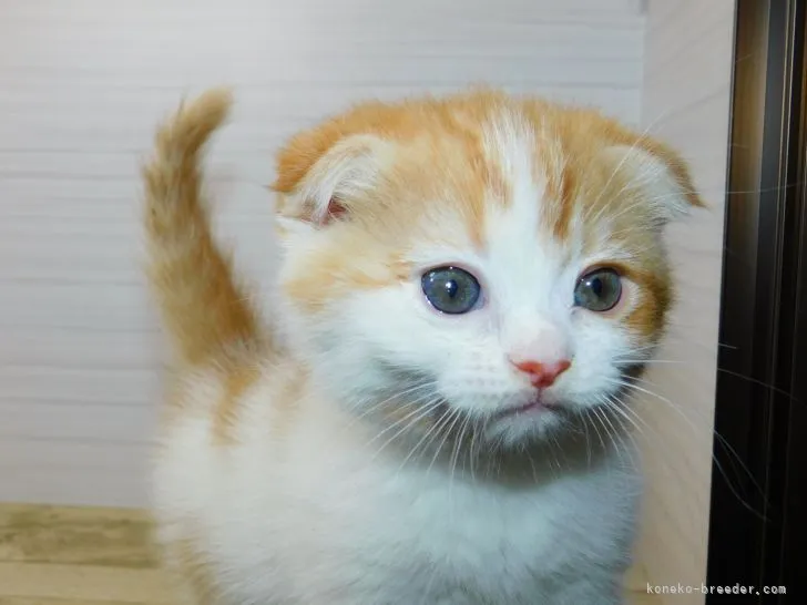 ID：2203-01915の子猫