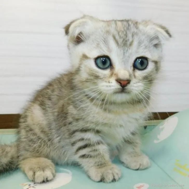 ID：2211-01444の子猫