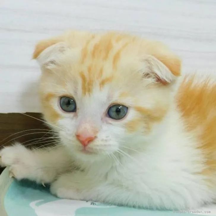 ID：2206-01143の子猫