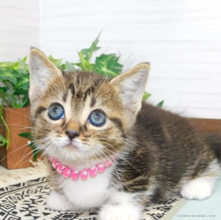 ID：2207-00258の子猫