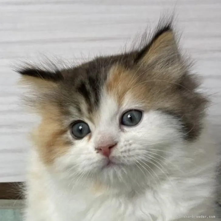 ID：2212-00706の子猫