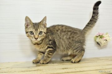 アメリカンカール【山形県・男の子・2021年5月16日・ブラウンタビー】の写真「父親ダブルチャンピオン♥」