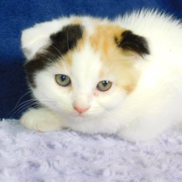 スコティッシュフォールド【山形県・女の子・2023年8月30日・キャリコ(ショートヘア)】の写真「スクスク成長中」