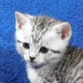 ミヌエット(長足)【山形県・女の子・2022年11月30日・シルバータビー】の写真1