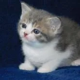 ミヌエット(長足)【山形県・女の子・2022年11月30日・ブルータビー&ホワイト(短毛)】の写真1