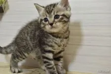 ミヌエット【山形県・男の子・2021年5月18日・シルバータビー】の写真1