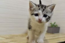 小さな猫が飼いたい おすすめの小型猫8種 みんなのペットライフ 小さな猫が飼いたい おすすめの小型猫8種 みんなのペットライフ