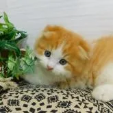 スコティッシュフォールド(折れ耳)【山形県・男の子・2022年8月20日・レッドタビー&ホワイト(ロングヘアー)】の写真1