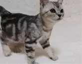 アメリカンショートヘア【山形県・男の子・2024年8月10日・シルバータビー】の写真2