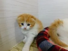 スコティッシュフォールド(折れ耳)【山形県・女の子・2021年11月1日・レッドタビー&ホワイト(ロングヘアー)】の写真3
