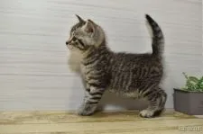 ミヌエット【山形県・男の子・2021年5月18日・シルバータビー】の写真3