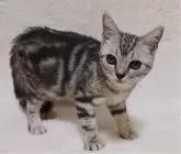 アメリカンショートヘア【山形県・男の子・2024年8月10日・シルバータビー】の写真4