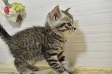 ミヌエット【山形県・男の子・2021年5月18日・シルバータビー】の写真4