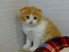 スコティッシュフォールド(折れ耳)【山形県・女の子・2021年11月1日・レッドタビー&ホワイト(ロングヘアー)】の写真4