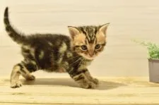 アメリカンショートヘア【山形県・男の子・2021年3月1日・】の写真5