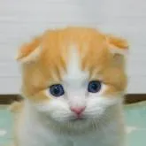 スコティッシュフォールド(折れ耳)【山形県・男の子・2022年8月20日・レッドタビー&ホワイト(ロングヘアー)】の写真5