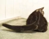 アメリカンショートヘア【山形県・男の子・2025年8月30日・ブラウンタビー】の写真11