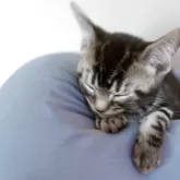 アメリカンショートヘア【山形県・男の子・2025年8月30日・ブラウンタビー】の写真12