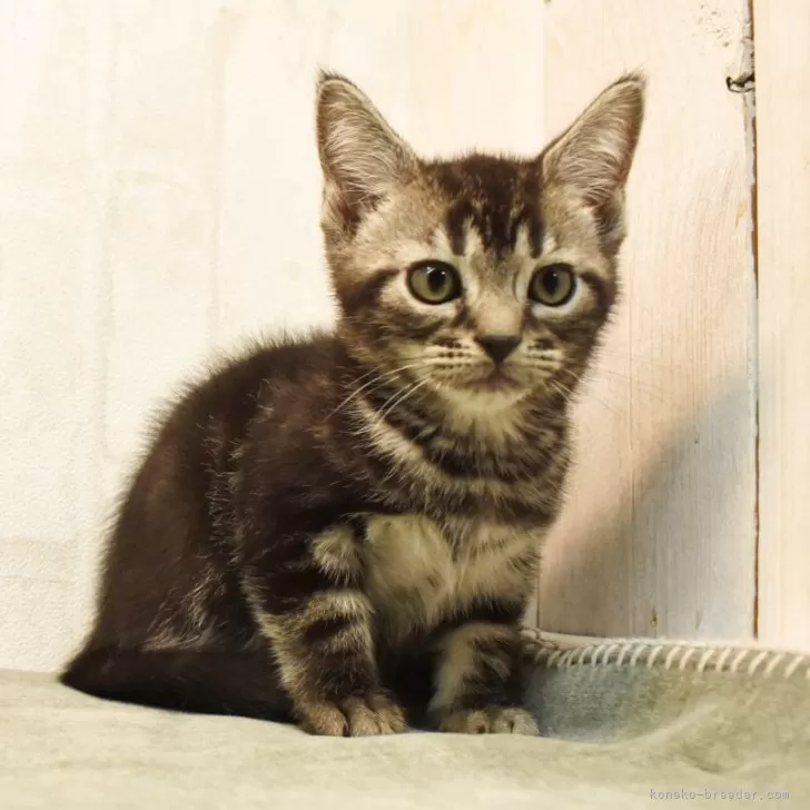 アメリカンショートヘア【山形県・男の子・2025年8月30日・ブラウンタビー】の写真1