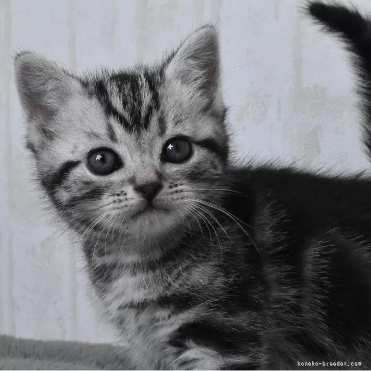 ID：2502-00965の子猫