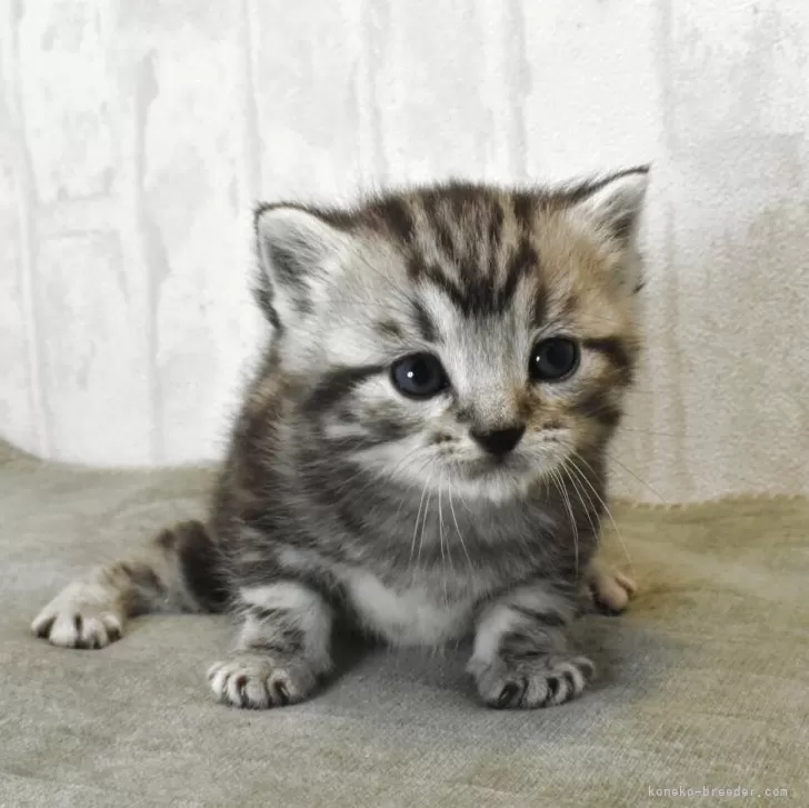 アメリカンショートヘア【山形県・男の子・2025年12月28日・シルバータビー】の写真1