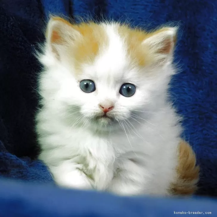 ID:2509-00071の子猫