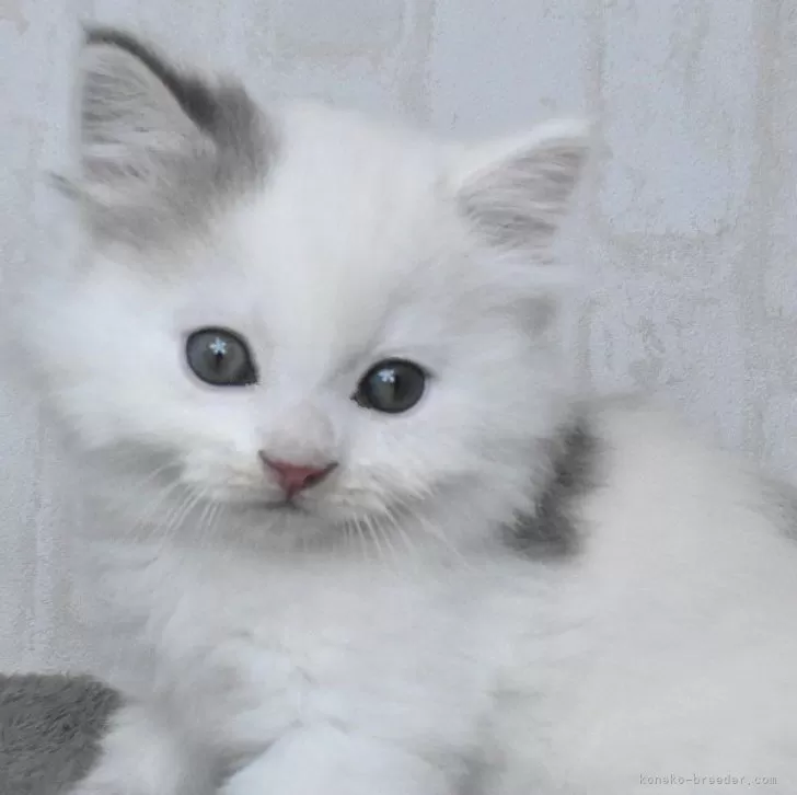 ID：2501-02258の子猫