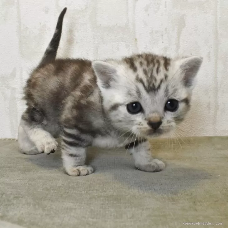 ID：2601-01832の子猫