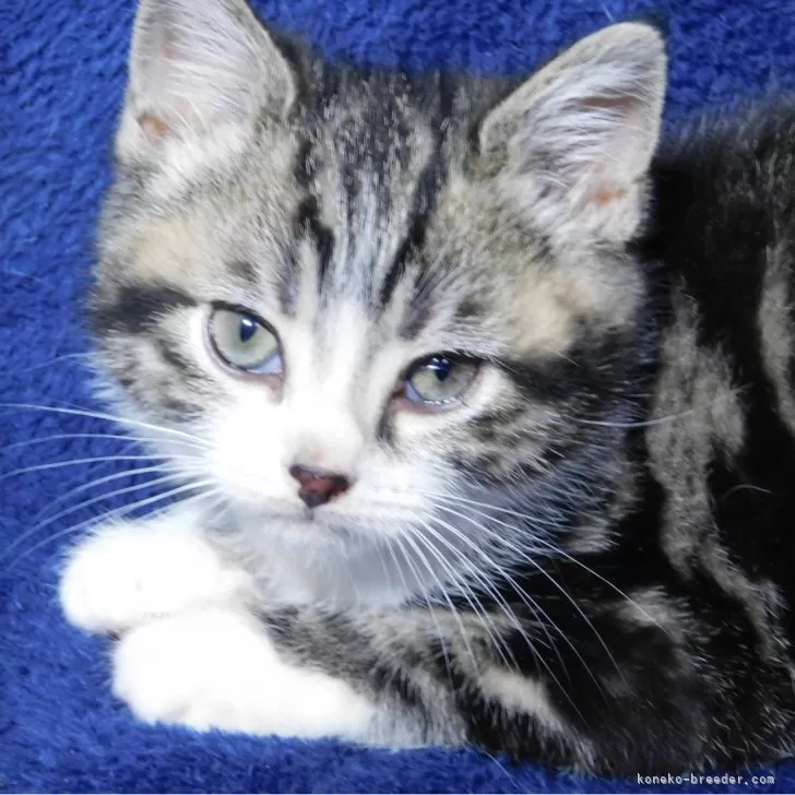 ID：2604-00585の子猫