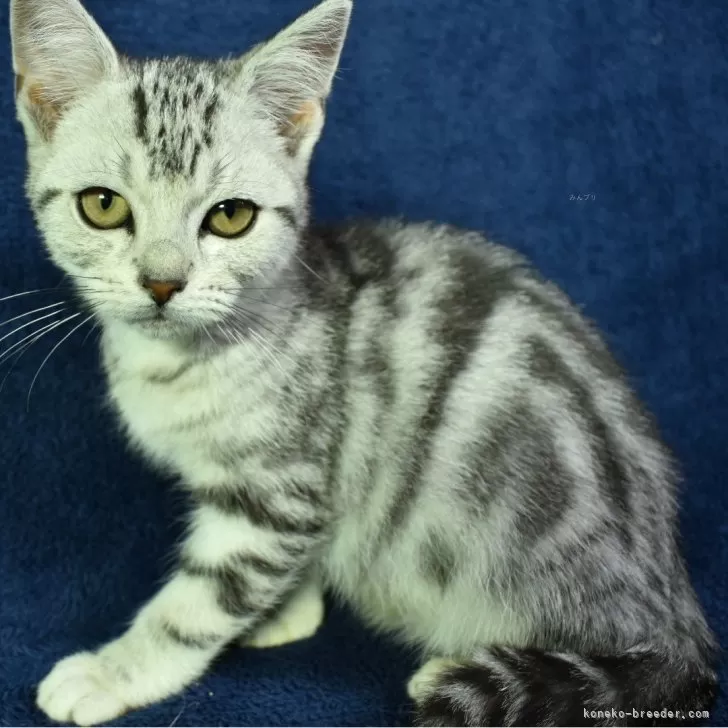 ID：2501-01018の子猫