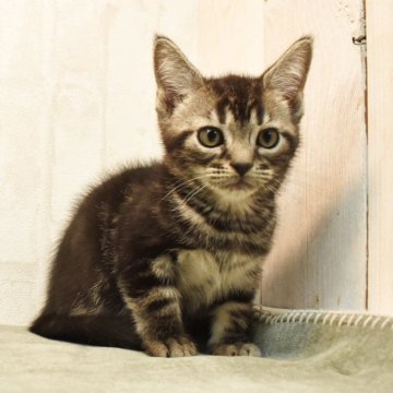 アメリカンショートヘア【山形県・男の子・2025年8月30日・ブラウンタビー】の写真「甘えん坊な男の子💖おっとり」