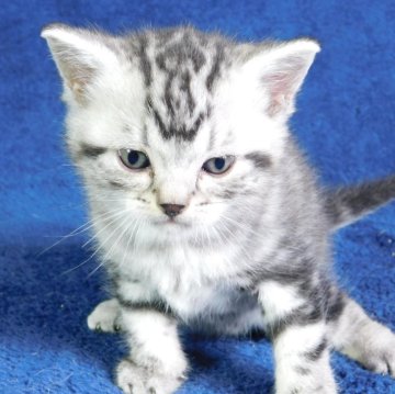 アメリカンショートヘア【山形県・男の子・2025年11月1日・シルバータビー】の写真「よちよち歩きが出来るようになりました」