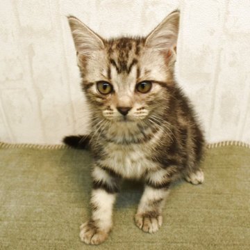 アメリカンショートヘア【山形県・男の子・2025年8月30日・シルバータビー】の写真「好奇心旺盛な男の子🐈‍⬛」