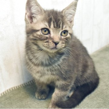 アメリカンショートヘア【山形県・女の子・2025年8月28日・ブルータビー】の写真「甘えん坊の女の子💖一緒に寝ますよ😍💗」