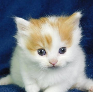 スコティッシュフォールド(立ち耳)【山形県・女の子・2025年10月22日・レッドタビー&ホワイト(ロングヘア)】の写真「誕生１ヶ月の子猫」