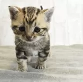 アメリカンショートヘア