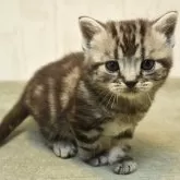 アメリカンショートヘア