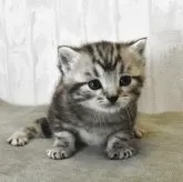 アメリカンショートヘア