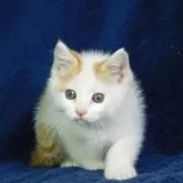 スコティッシュストレート