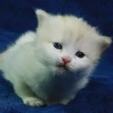 ミヌエット(長足)【山形県・女の子・2024年12月28日・クリームタビー&ホワイト】の写真1