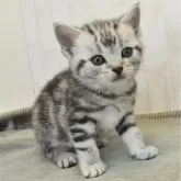 アメリカンショートヘア