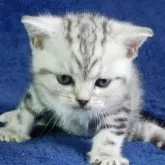 アメリカンショートヘア