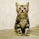 アメリカンショートヘア【山形県・男の子・2025年8月30日・シルバータビー】の写真2