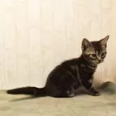 アメリカンショートヘア【山形県・男の子・2025年8月30日・ブラウンタビー】の写真6