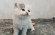 スコティッシュフォールド(立ち耳)【山形県・女の子・2024年12月25日・ダイリュートキャリコ】の写真4