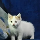 スコティッシュストレート【山形県・男の子・2025年8月31日・レッドタビー&ホワイト】の写真3