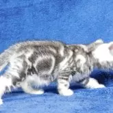 アメリカンショートヘア【山形県・男の子・2025年7月26日・シルバータビー】の写真5