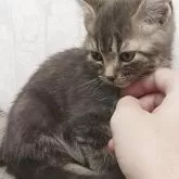 アメリカンショートヘア【山形県・女の子・2025年8月28日・ブルータビー】の写真6