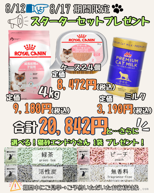 8/12-8/17 期間中にご見学→ご予約いただいたお客様対象｜堀江　優哉(ほりえ　ゆうや)ブリーダー(大阪府・スコティッシュフォールドなど・ACC登録)の紹介写真1
